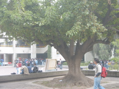 Acatlán - 02.Centre de Langues