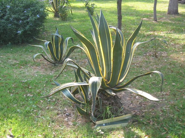 Convento - Huejotzingo - 03