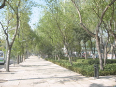 Paseo de la Reforma - 01