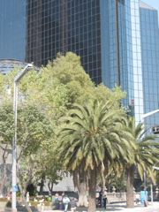 Paseo de la Reforma - 37
