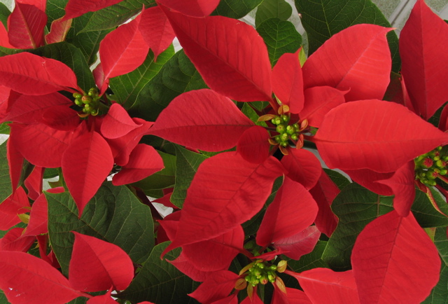 Navidad.01 - Flor de Navidad