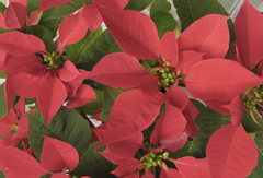Navidad.01 - Flor de Navidad