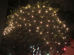 Navidad.24 - Altamirano