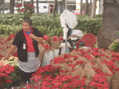 Navidad.04 - Flor de Navidad