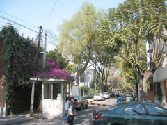 Coyoacán - 27
