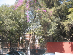 Coyoacán - 28